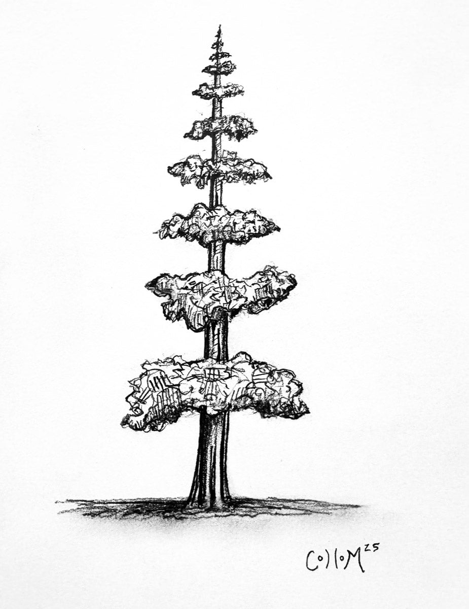 Mountain Redwood